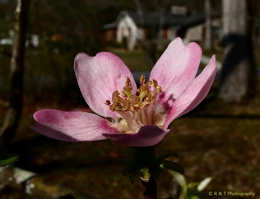 {Pseudocydonia sinensis}